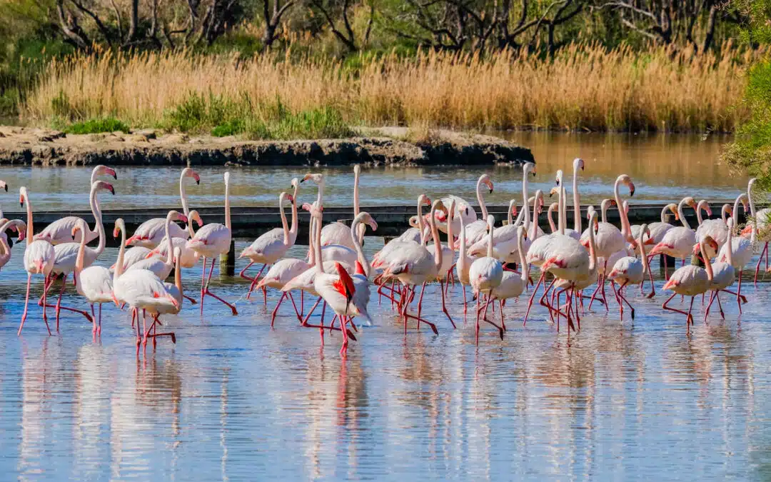 Observer les oiseaux en Camargue