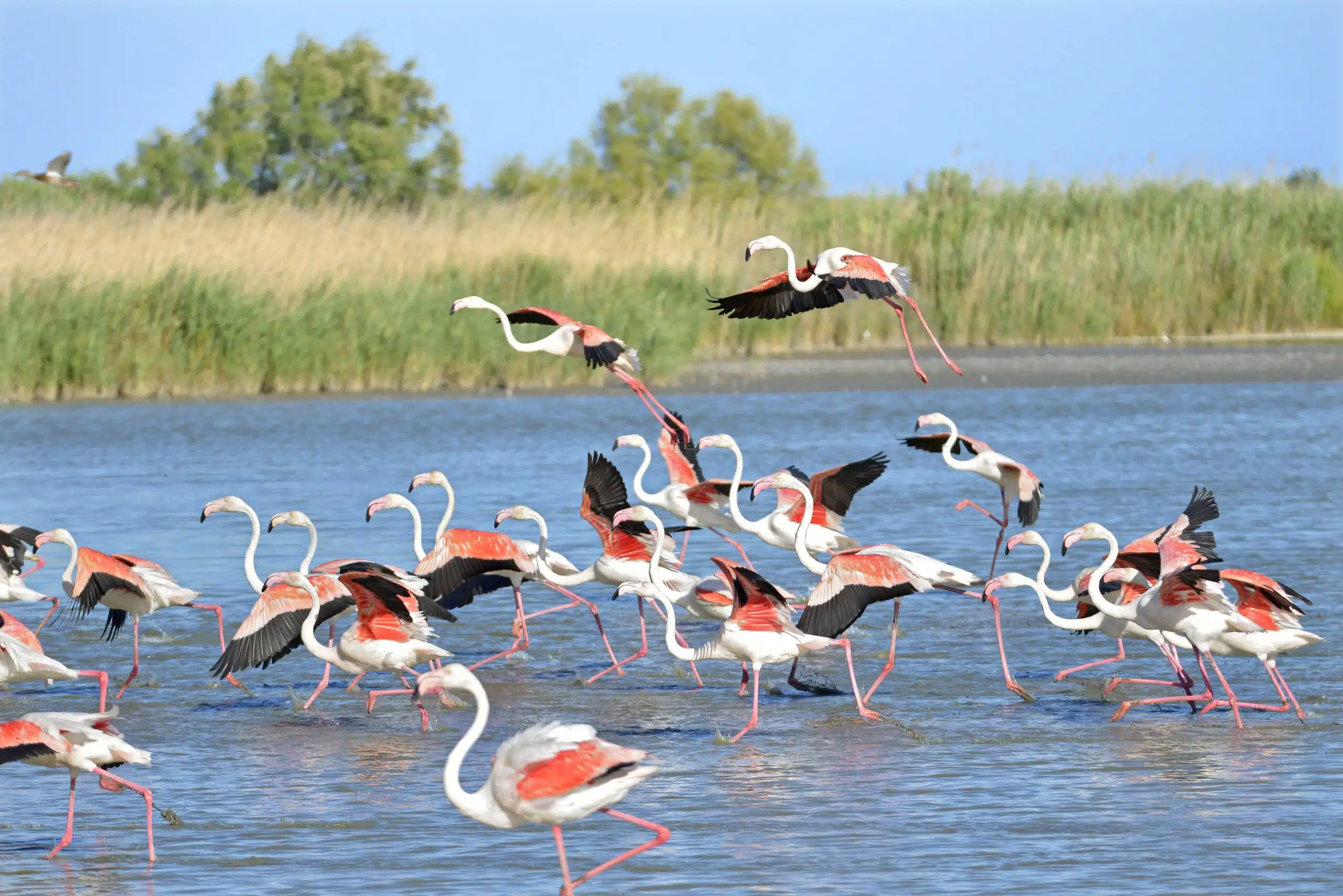 Visiter la camargue