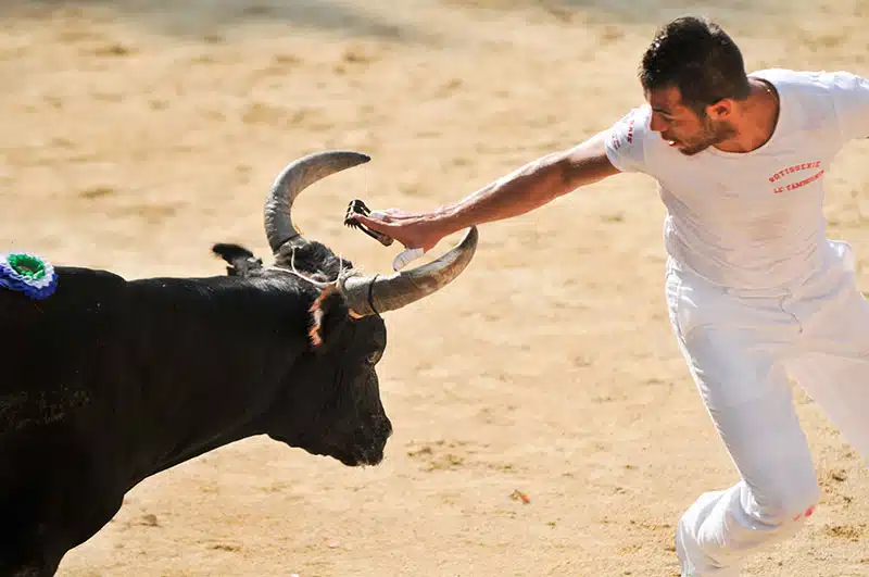 Où voit des taureaux de Camargue ?