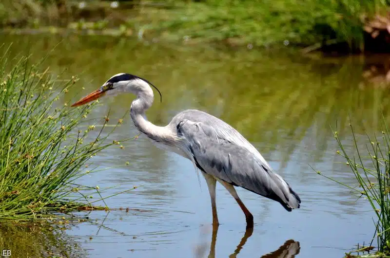 Le héron en camargue