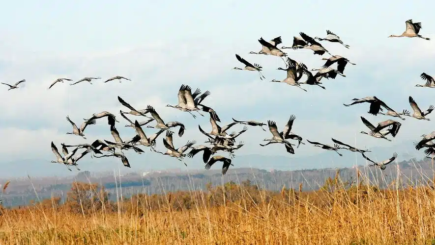 observer les oiseaux en camargue