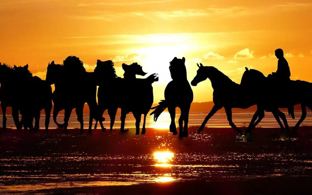 Que faire en Camargue en famille ?