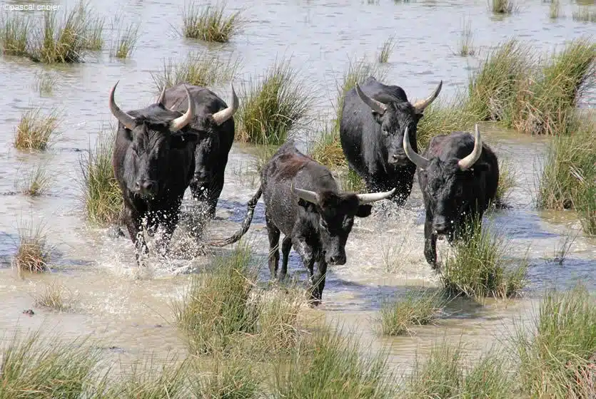 Où voir des taureaux de Camargue ?